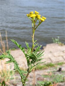 Rainfarn (Tanacetum vulgare) am Rheinufer in Niederwalluf