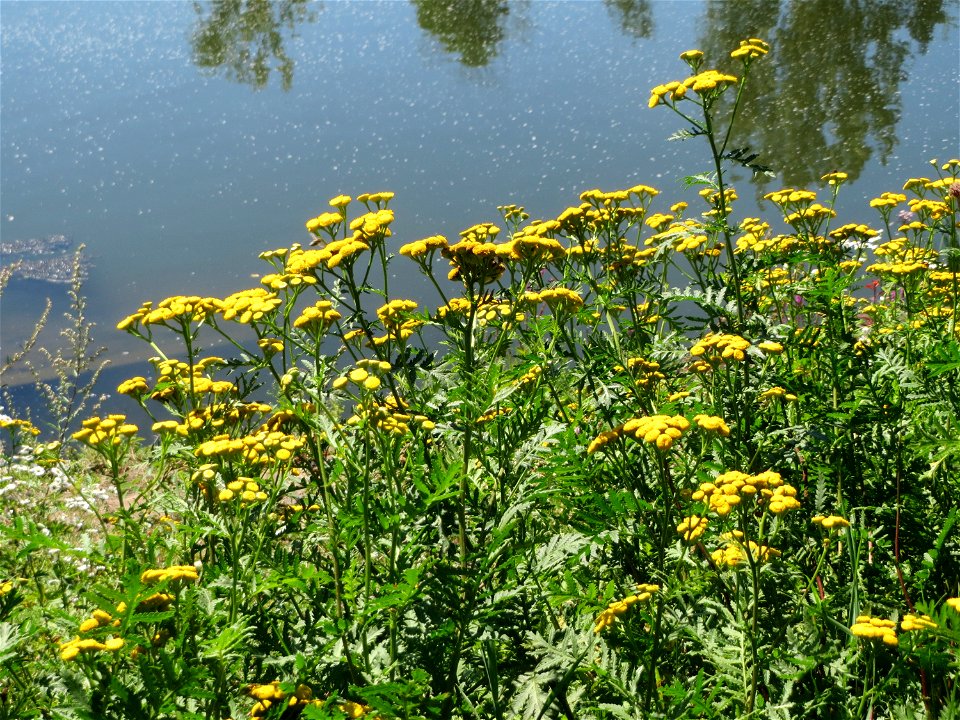 Rainfarn (Tanacetum vulgare) an der Saaraue Güdingen