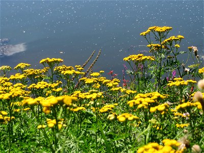 Rainfarn (Tanacetum vulgare) an der Saaraue Güdingen