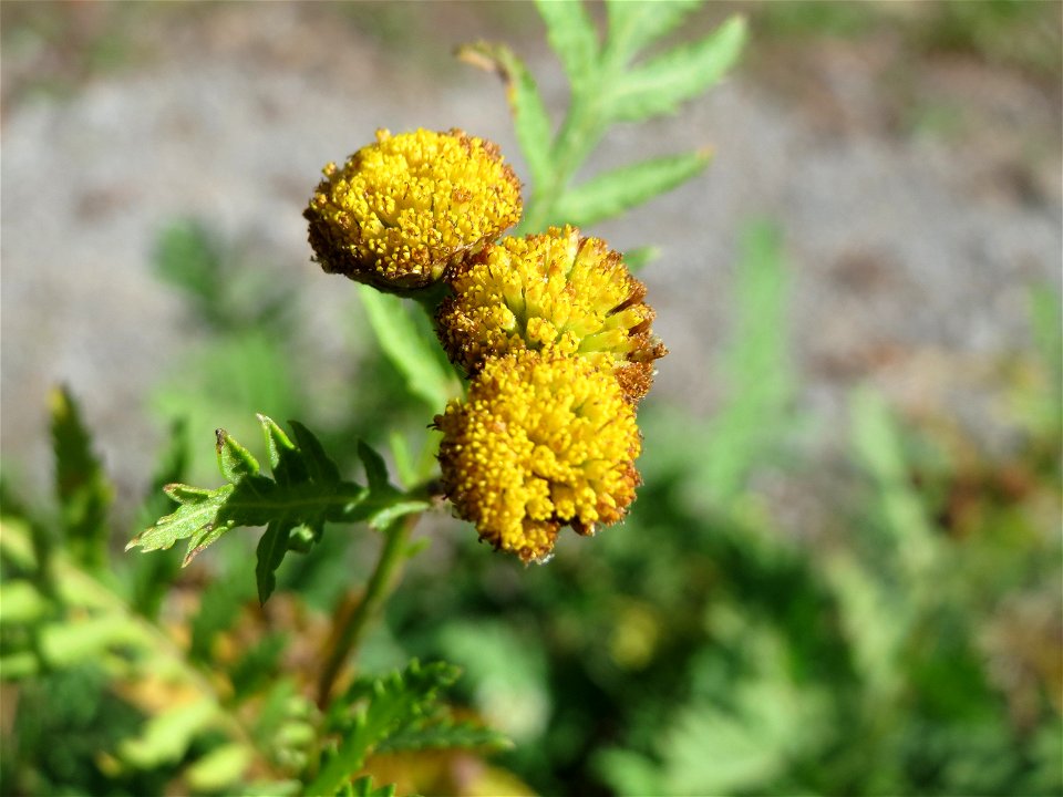 Rainfarn (Tanacetum vulgare) an einem Randstreifen der Rheinbahn in der Schwetzinger Hardt