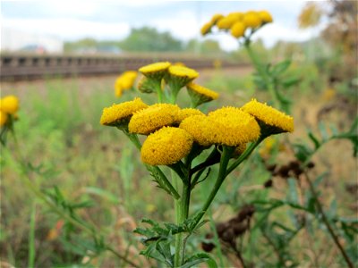 Rainfarn (Tanacetum vulgare) am Bahnhof Bruchmühlbach-Miesau