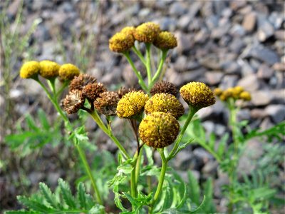Rainfarn (Tanacetum vulgare) am Bahnhof Bruchmühlbach-Miesau