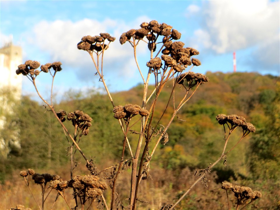 Rainfarn (Tanacetum vulgare) gegenüber vom Osthafen in in Saarbrücken
