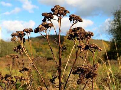 Rainfarn (Tanacetum vulgare) gegenüber vom Osthafen in in Saarbrücken