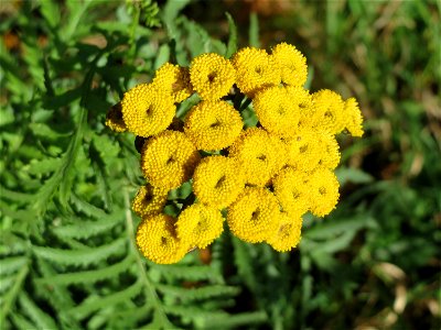 Rainfarn (Tanacetum vulgare) an der A620 in Sankt Arnual