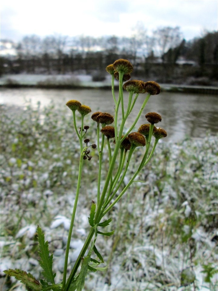 Rainfarn (Tanacetum vulgare) an der Saar in Saarbrücken