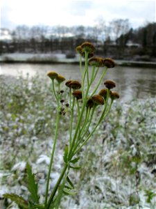 Rainfarn (Tanacetum vulgare) an der Saar in Saarbrücken
