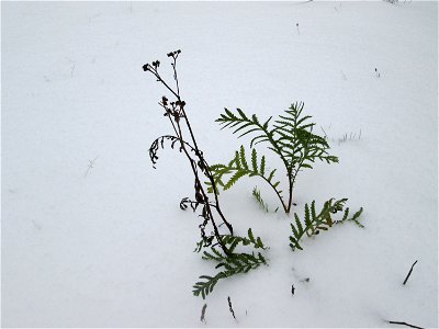 Rainfarn (Tanacetum vulgare) an der A620 in Alt-Saarbrücken bei Neuschnee am 10. Dezember 2017