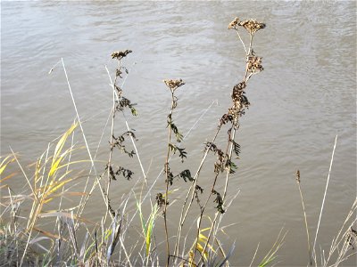 Rainfarn (Tanacetum vulgare) am Staden in Saarbrücken