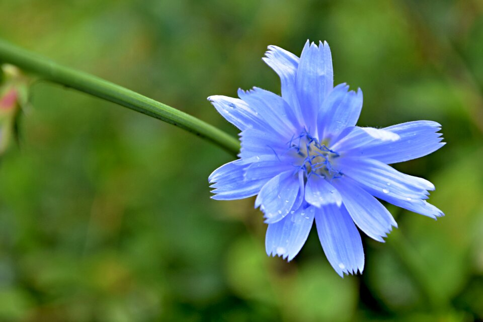 Meadow blue flower nature