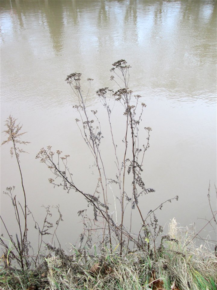 Mumienbotanik: Rainfarn (Tanacetum vulgare) an der Saar in Saarbrücken