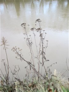 Mumienbotanik: Rainfarn (Tanacetum vulgare) an der Saar in Saarbrücken