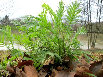 Frisch ausgetriebener Rainfarn (Tanacetum vulgare) an der Saar in Saarbrücken