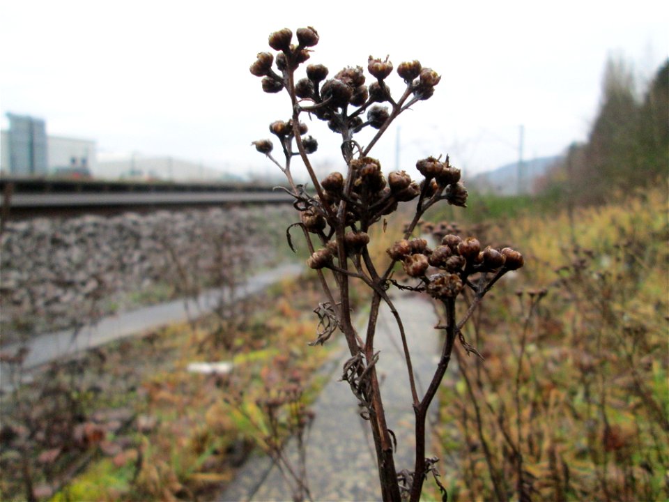 Mumienbotanik: Rainfarn (Tanacetum vulgare) am Bahnhof Bruchmühlbach-Miesau