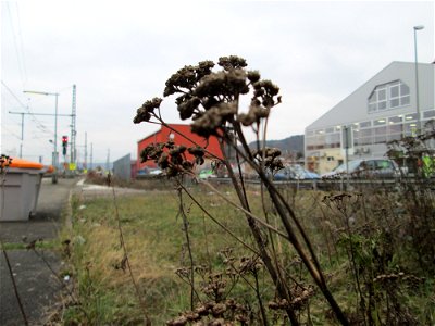 Mumienbotanik: Rainfarn (Tanacetum vulgare) am Bahnhof Landstuhl