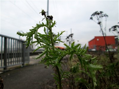 Rainfarn (Tanacetum vulgare) am Bahnhof Landstuhl
