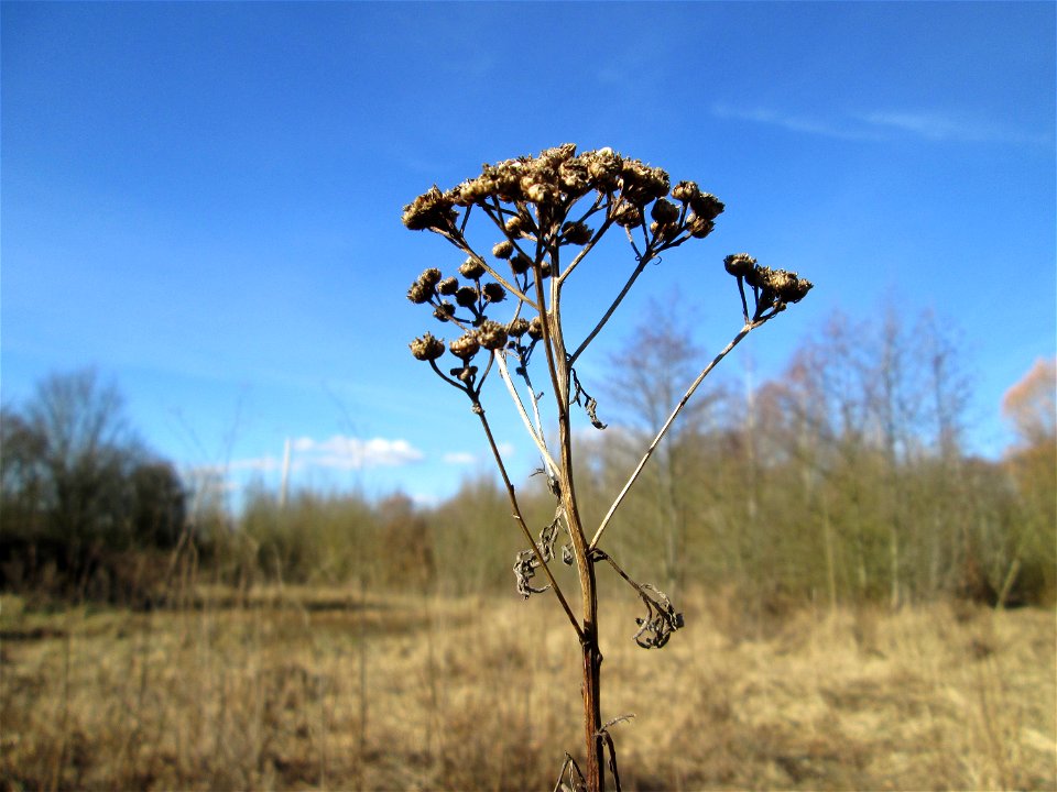 Mumienbotanik: Rainfarn (Tanacetum vulgare) im Naturschutzgebiet „St. Arnualer Wiesen“