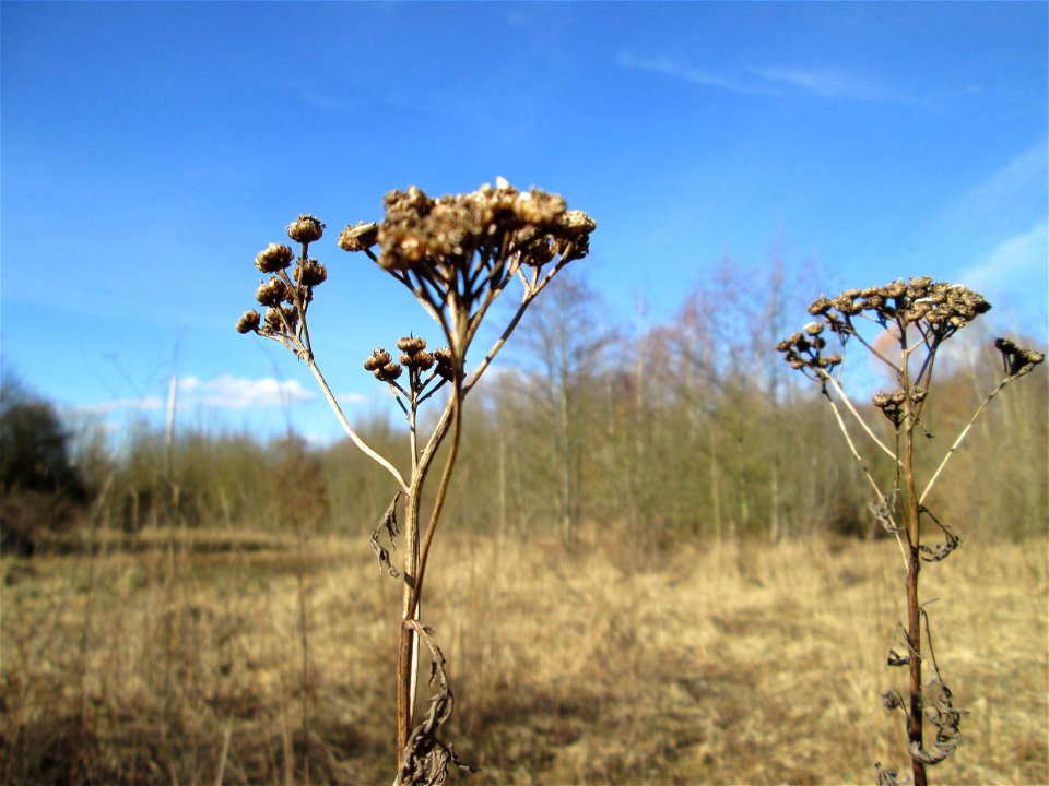 Mumienbotanik: Rainfarn (Tanacetum vulgare) im Naturschutzgebiet „St. Arnualer Wiesen“