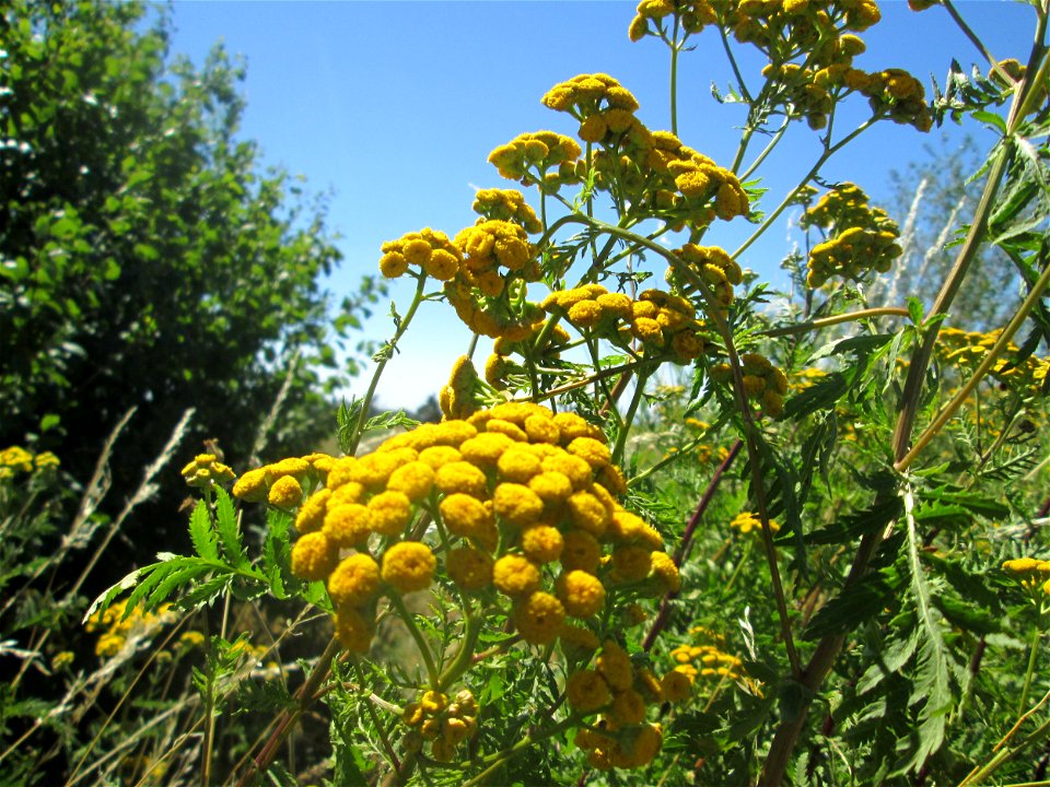 Rainfarn (Tanacetum vulgare) in Hockenheim-Talhaus