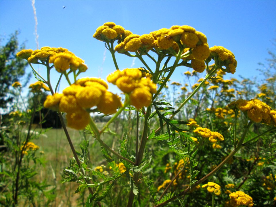 Rainfarn (Tanacetum vulgare) in Hockenheim-Talhaus