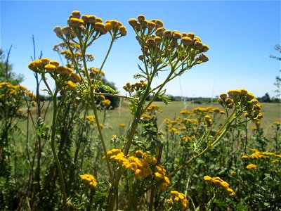 Rainfarn (Tanacetum vulgare) in Hockenheim-Talhaus
