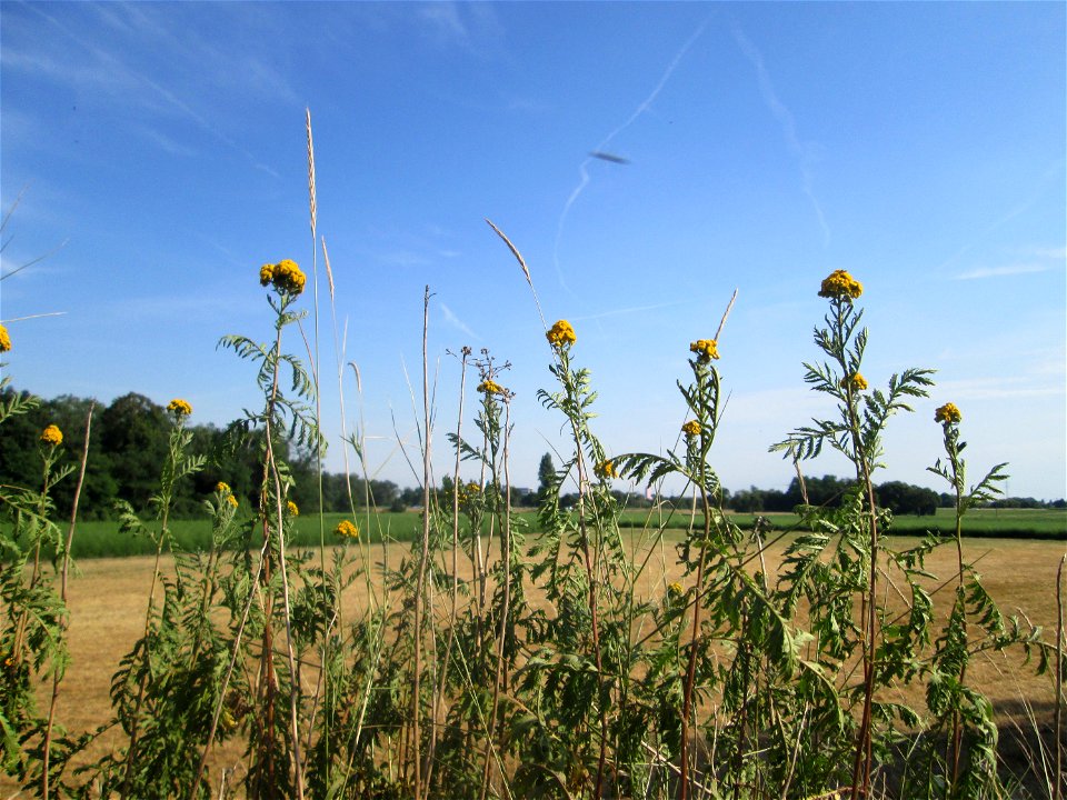 Rainfarn (Tanacetum vulgare) im Landschaftsschutzgebiet „Hockenheimer Rheinbogen“