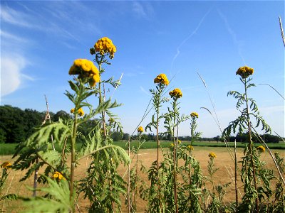 Rainfarn (Tanacetum vulgare) im Landschaftsschutzgebiet „Hockenheimer Rheinbogen“