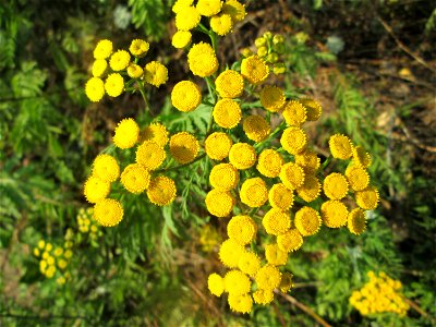 Rainfarn (Tanacetum vulgare) im Almet in Sankt Arnual