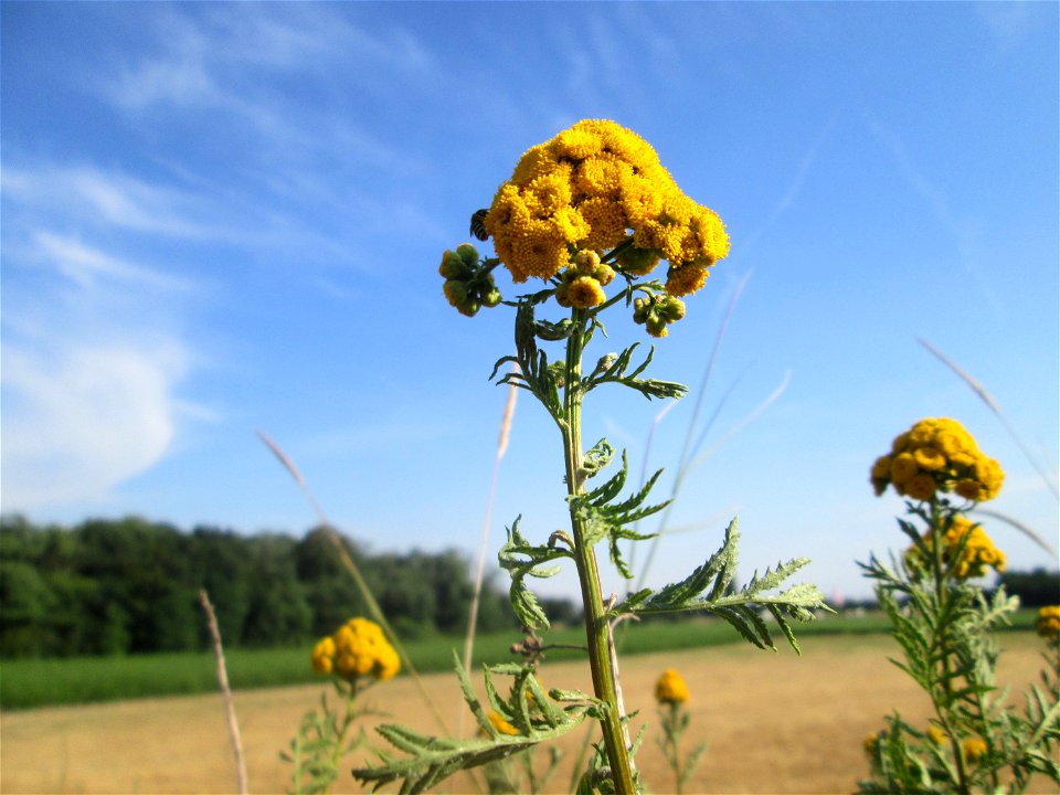 Rainfarn (Tanacetum vulgare) im Landschaftsschutzgebiet „Hockenheimer Rheinbogen“