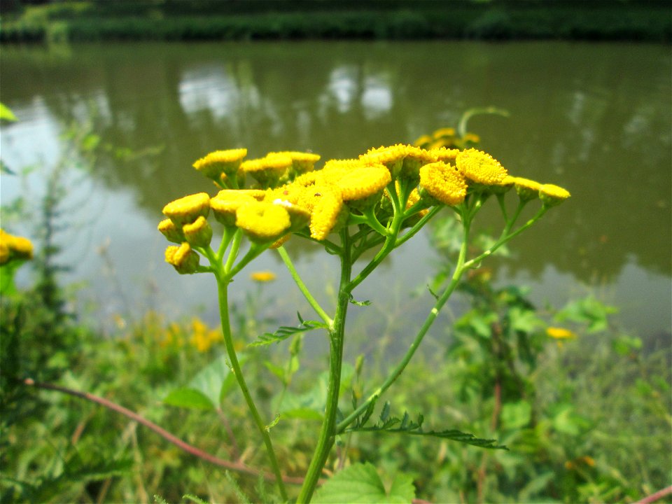 Rainfarn (Tanacetum vulgare) an der Saar in Saarbrücken