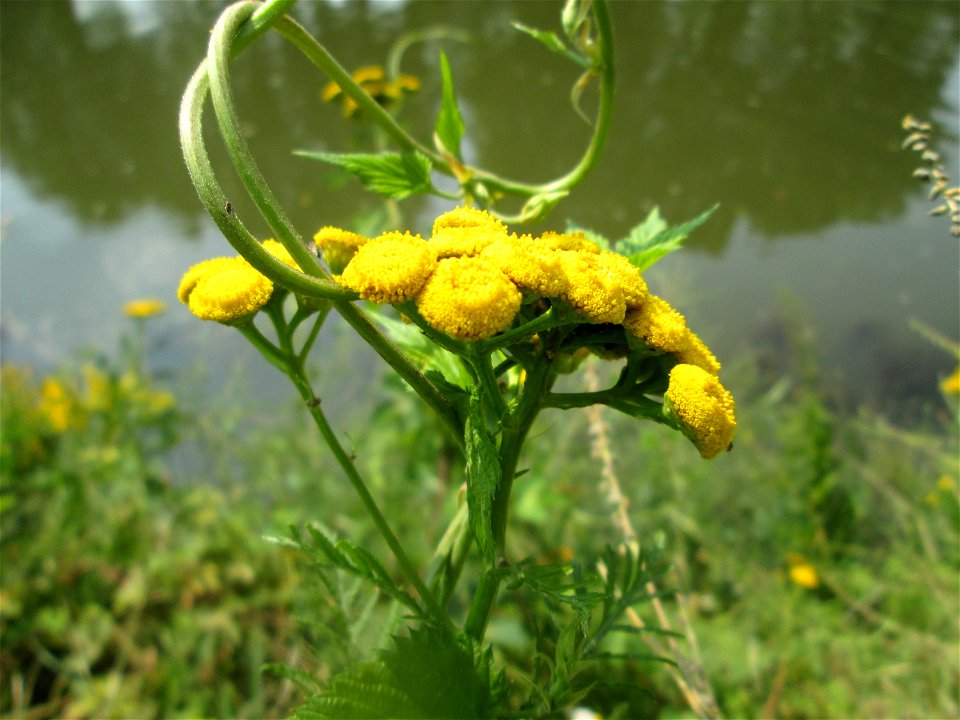 Rainfarn (Tanacetum vulgare) an der Saar in Saarbrücken