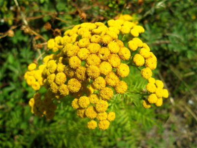 Rainfarn (Tanacetum vulgare) im Bürgerpark Saarbrücken