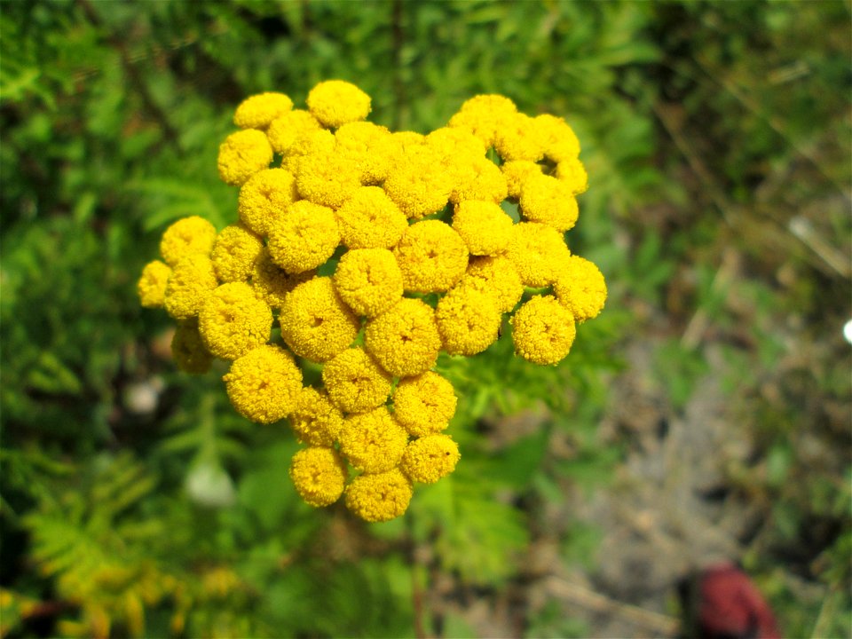 Rainfarn (Tanacetum vulgare) im Bürgerpark Saarbrücken
