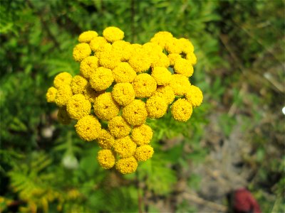 Rainfarn (Tanacetum vulgare) im Bürgerpark Saarbrücken