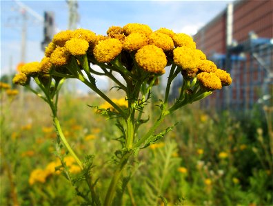 Rainfarn (Tanacetum vulgare) am Bahnhof Landstuhl photo