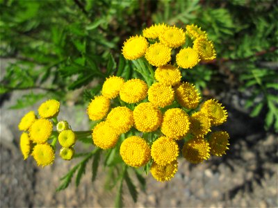 Rainfarn (Tanacetum vulgare) an der Metzer Straße in Saarbrücken