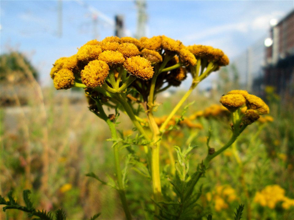Rainfarn (Tanacetum vulgare) am Bahnhof Landstuhl