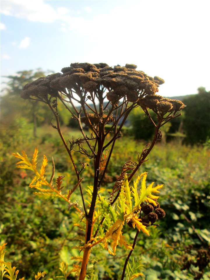 Rainfarn (Tanacetum vulgare) in Auersmacher