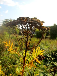 Rainfarn (Tanacetum vulgare) in Auersmacher photo