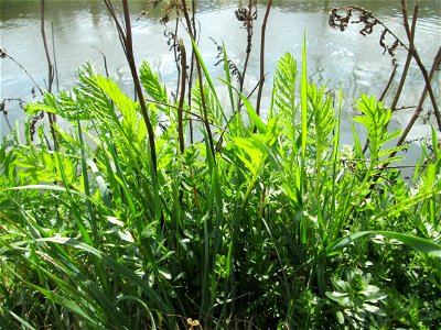 Grundblätter vom Rainfarn (Tanacetum vulgare) an der Saar in Saarbrücken
