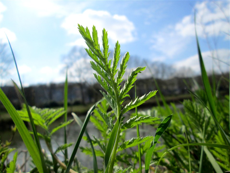 Grundblätter vom Rainfarn (Tanacetum vulgare) an der Saar in Saarbrücken