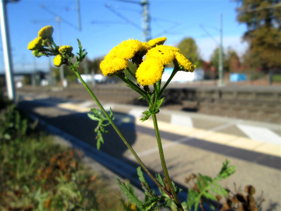 Rainfarn (Tanacetum vulgare) am Bahnhof Landstuhl