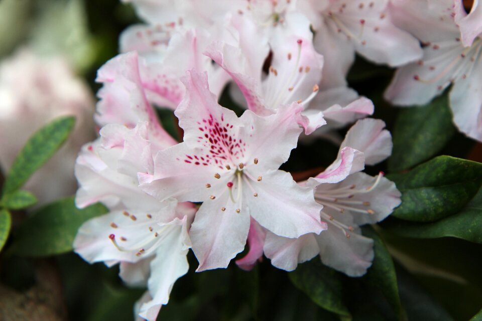 Rhododendron flowering spring