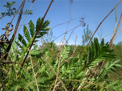 Rainfarn (Tanacetum vulgare) im Steinbachtal bei Saarbrücken