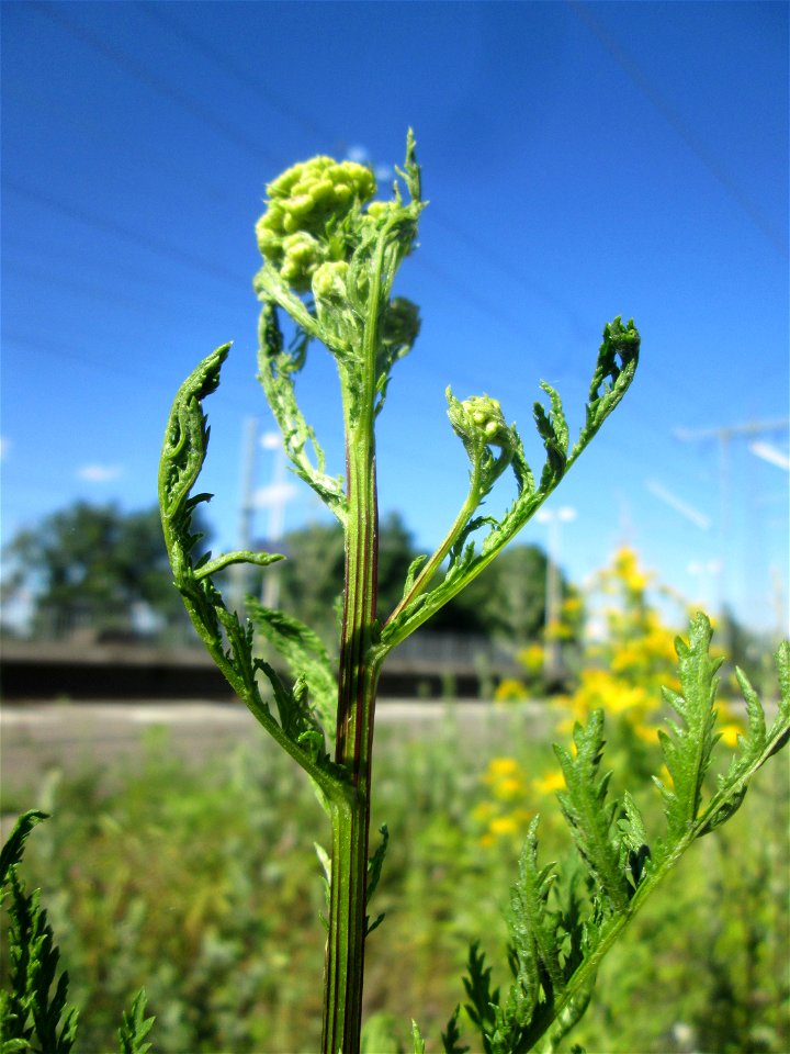 Knospender Rainfarn (Tanacetum vulgare) am Bahnhof Landstuhl