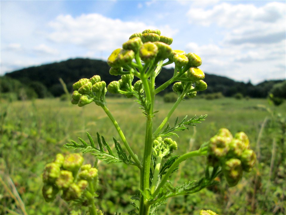 Rainfarn (Tanacetum vulgare) im Naturschutzgebiet „St. Arnualer Wiesen“