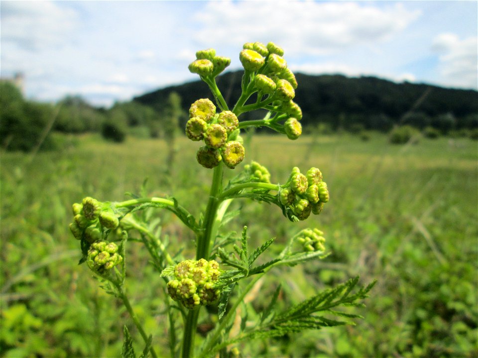 Rainfarn (Tanacetum vulgare) im Naturschutzgebiet „St. Arnualer Wiesen“