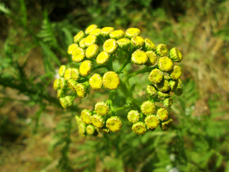 Rainfarn (Tanacetum vulgare) im Naturschutzgebiet „St. Arnualer Wiesen“