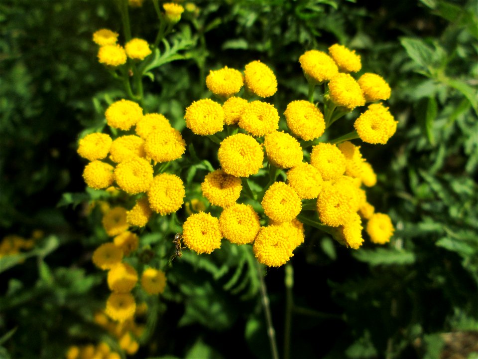 Rainfarn (Tanacetum vulgare) im Naturschutzgebiet „St. Arnualer Wiesen“