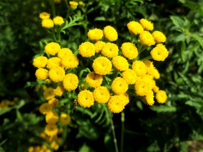 Rainfarn (Tanacetum vulgare) im Naturschutzgebiet „St. Arnualer Wiesen“